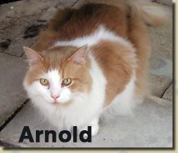 arnold