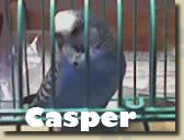 casper