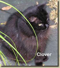 clover