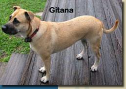 gitana