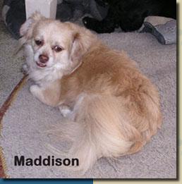 maddison