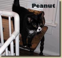 peanut