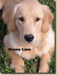 pennylane