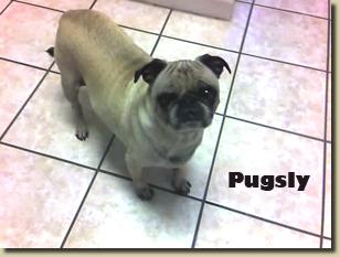 pugsly