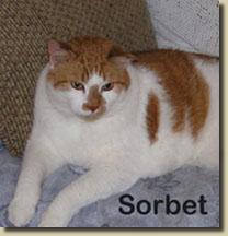 sorbet