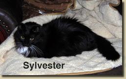 sylvester