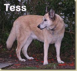 tess