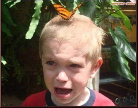 Butterfly Head